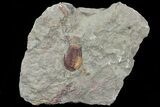 Multi-Colored Ordovician Trilobite (Euloma) - Zagora, Morocco #81287-1